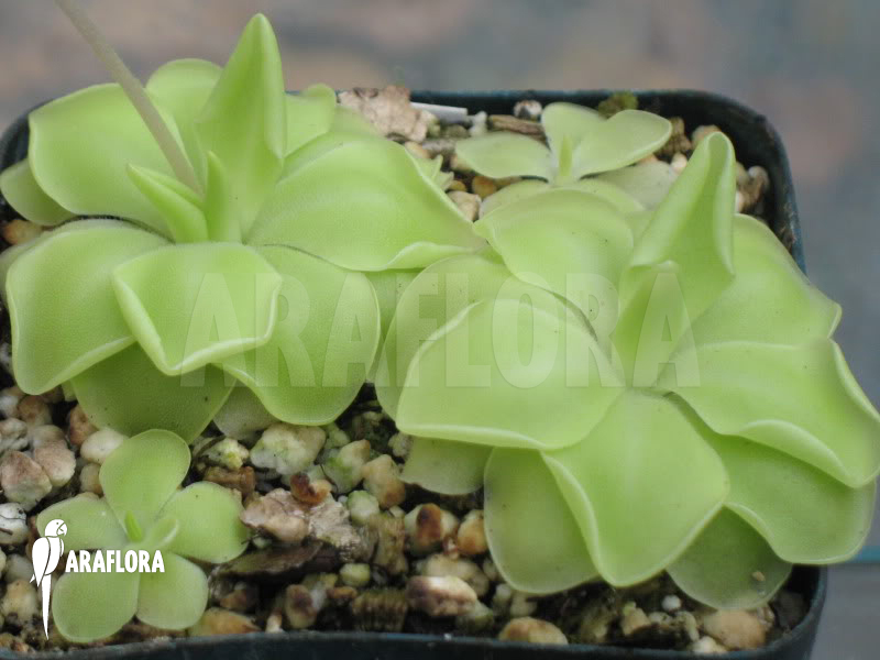 Pinguicula moranensis