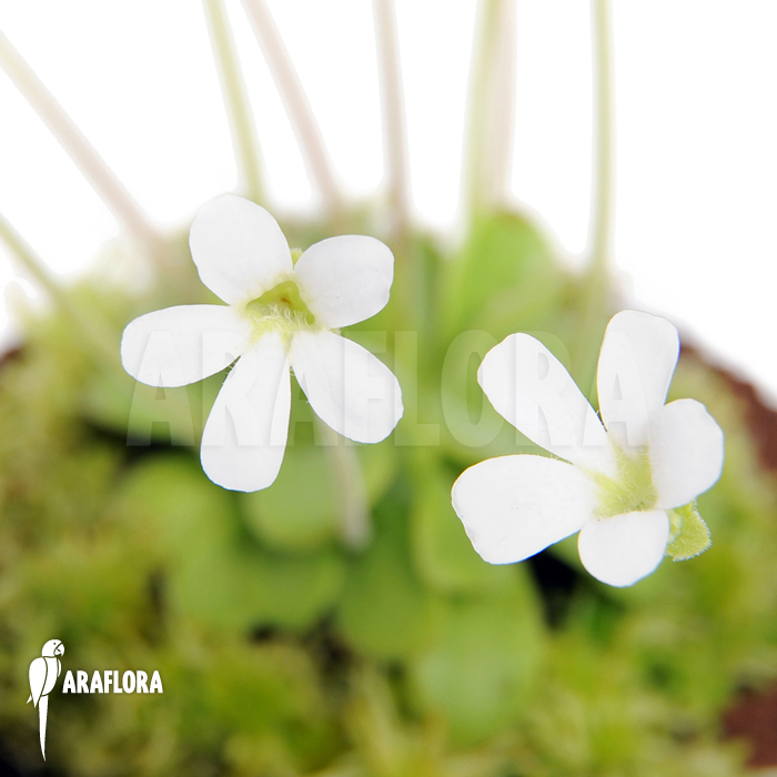 Pinguicula pilosa