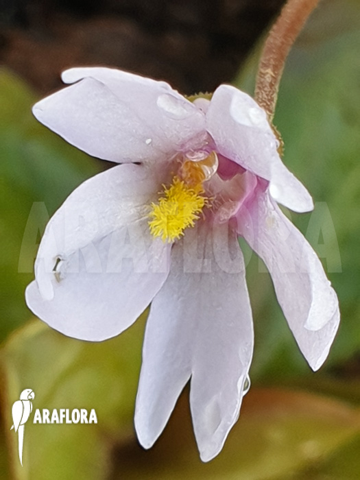 Pinguicula planifolia