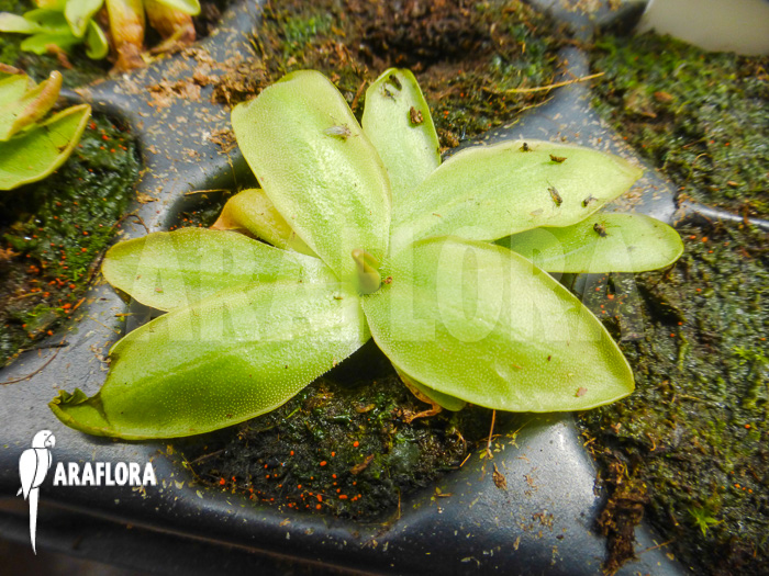 Pinguicula poldinii