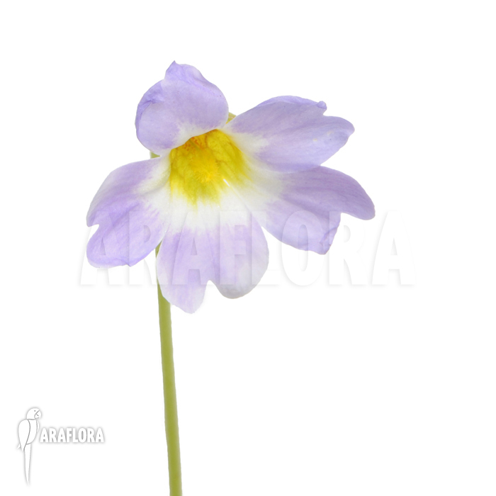 Pinguicula primuliflora