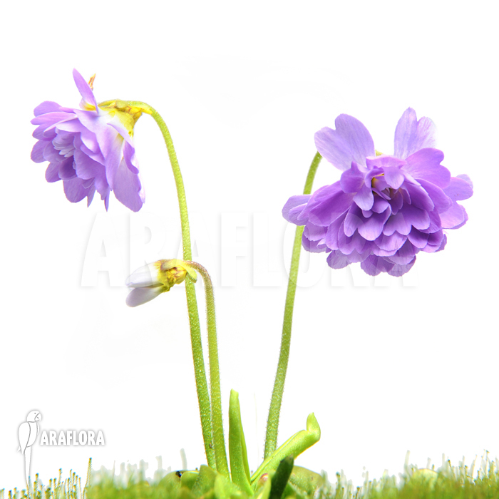 Pinguicula primuliflora ‘Rose’