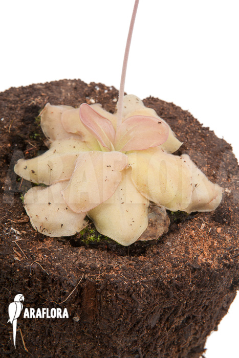 Pinguicula species Guatamala