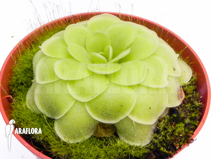 Pinguicula x ‘Tina’