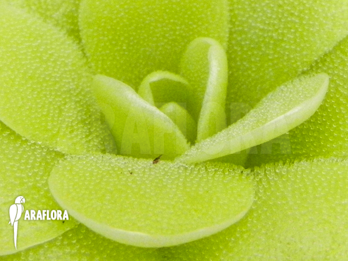 Pinguicula x ‘Tina’