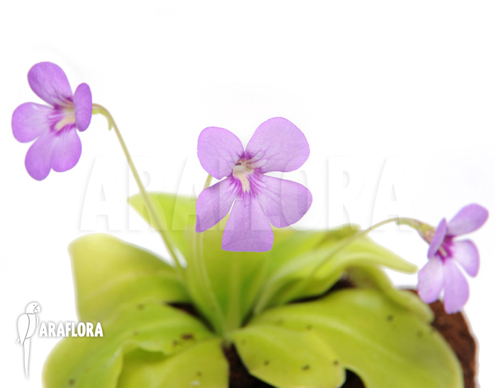 Pinguicula x ‘Tina’