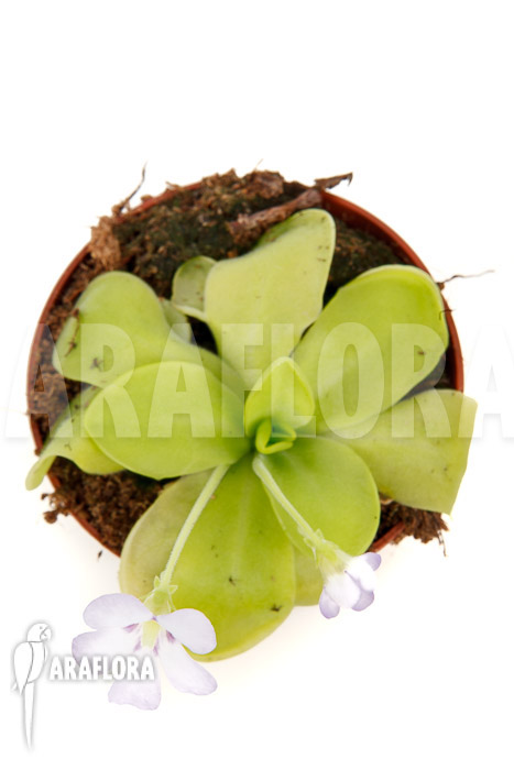 Pinguicula x ‘Weser’ ‘Alba’