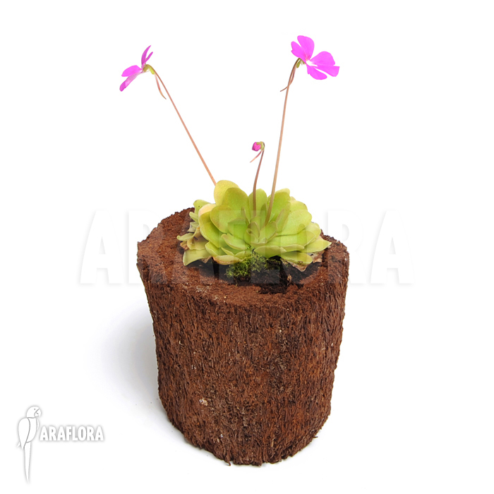 Pinguicula x ‘Weser’