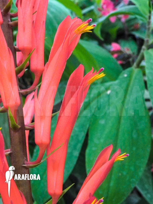 Pitcairnia flammea flower