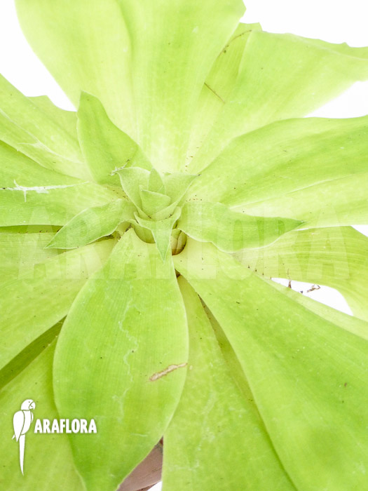 Pitcairnia tabuliformis