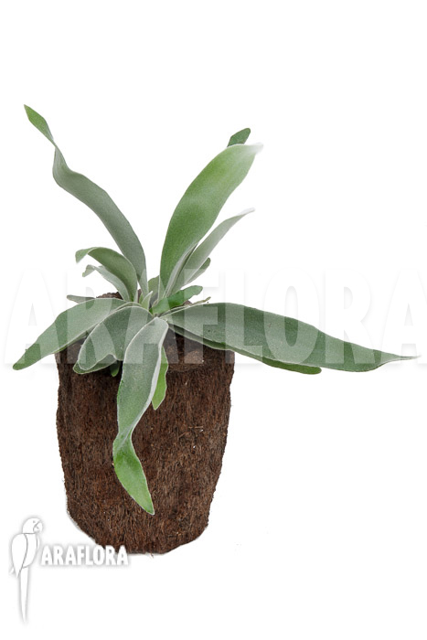 Platycerium veitchii ‘M’