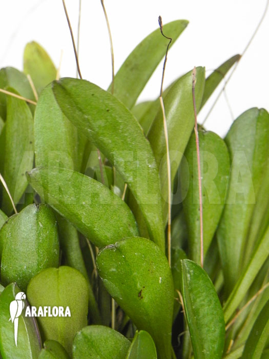 Platystele misera bulbs