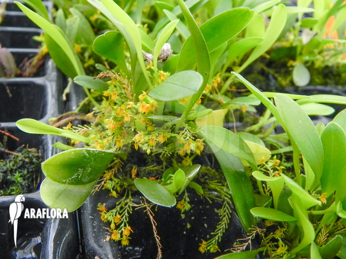 Platystele stenostachya