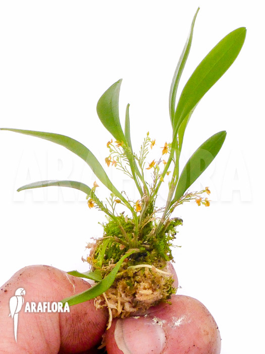 Platystele stenostachya Starter