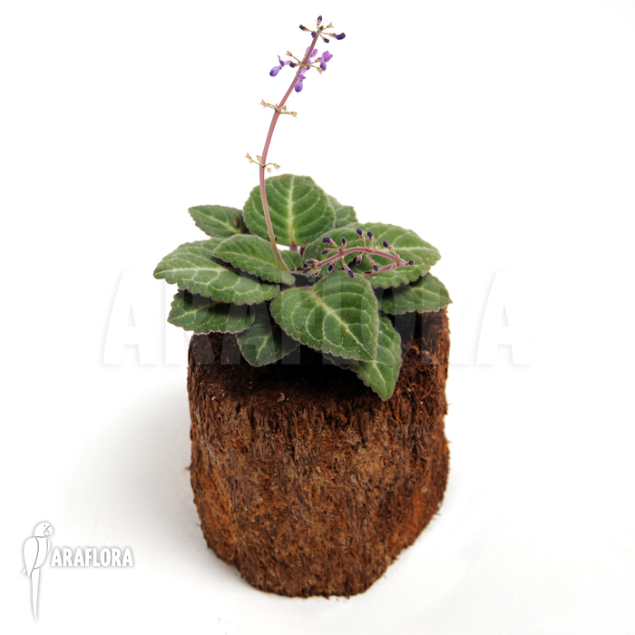 Plectranthus scaposus