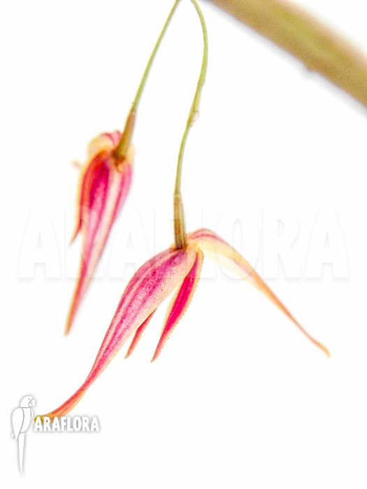 Pleurothalis allenii