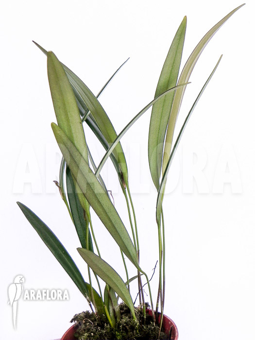 Pleurothalis allenii