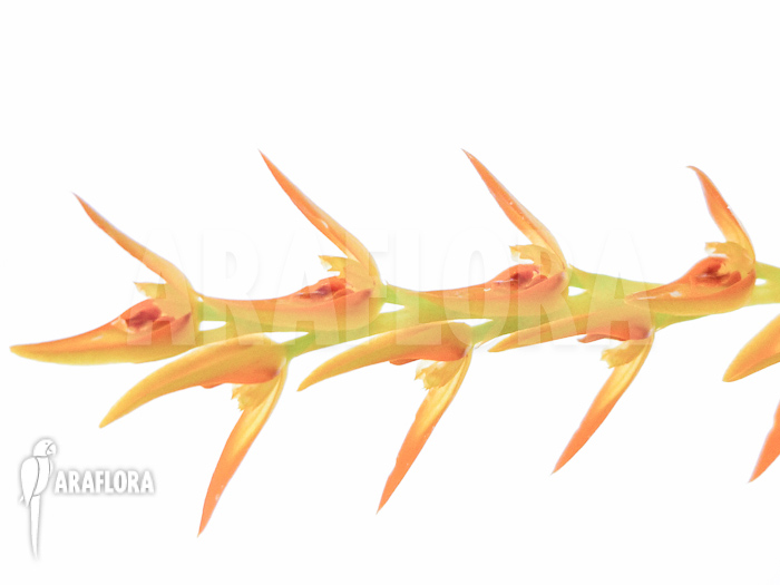 Pleurothallis species ‘Orange’ ‘L’