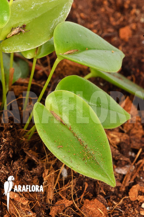 Pleurothallis bothros