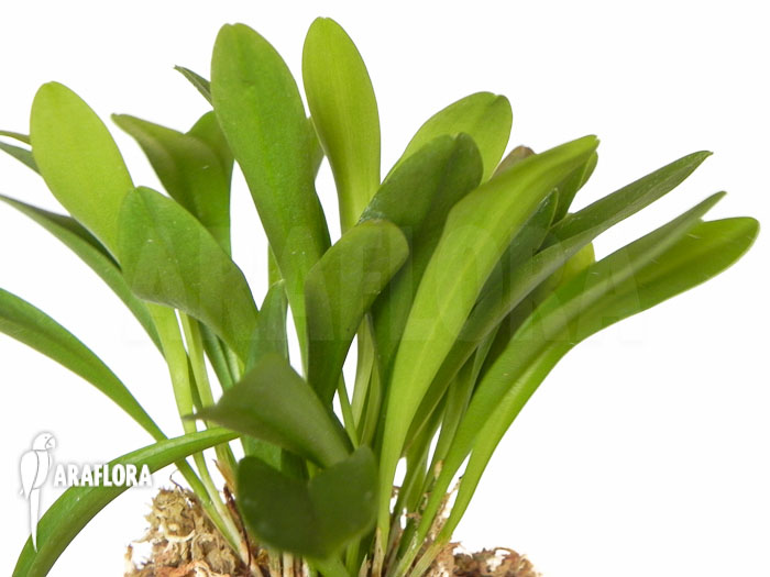 Pleurothallis costaricense ‘L’