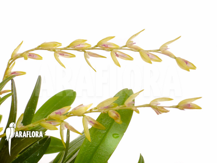 Pleurothallis costaricensis Flower