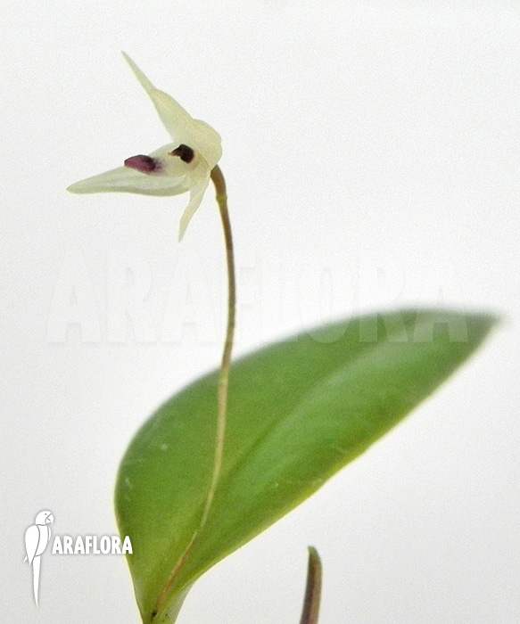 Pleurothallis eumecocaulon
