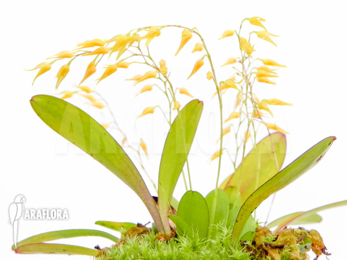 Pleurothallis grobyi
