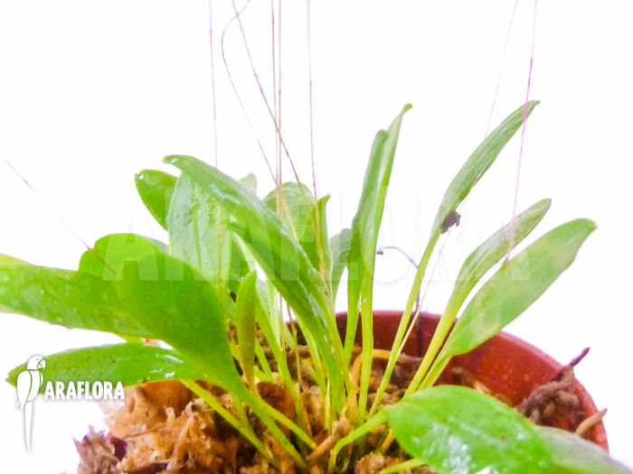 Pleurothallis grobyi