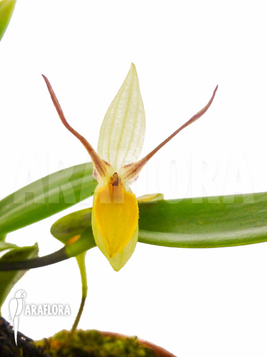Pleurothallis hemirhoda