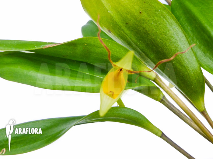 Pleurothallis hemirhoda