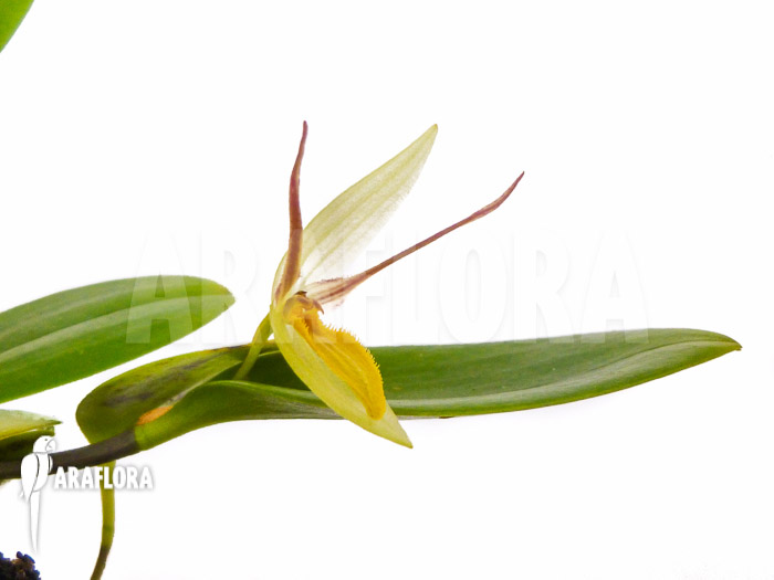 Pleurothallis hemirhoda