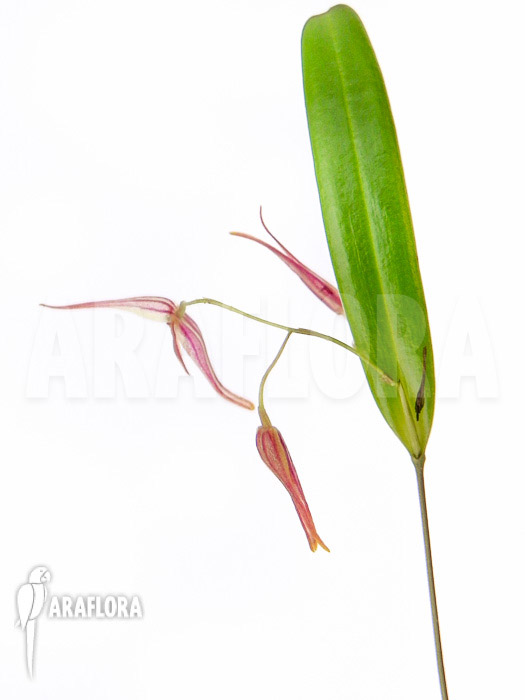 Pleurothallis luctuosa ‘Starter’