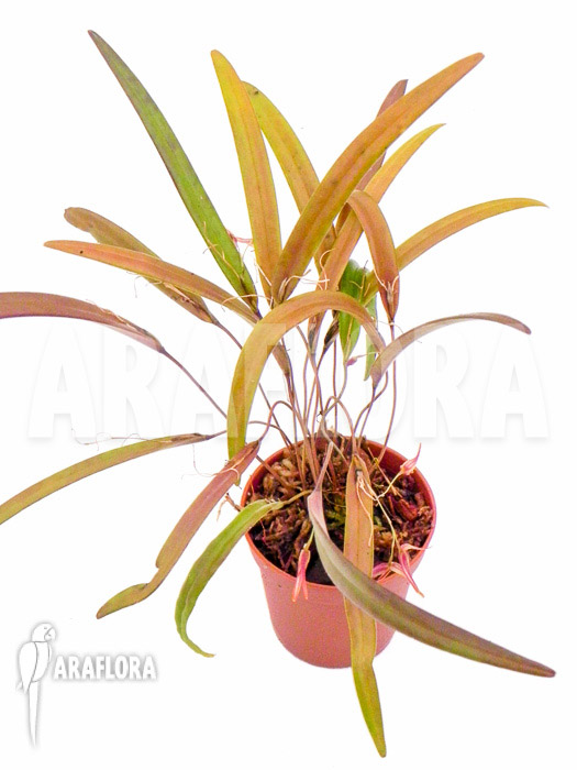 Pleurothallis luctuosa ‘Starter’