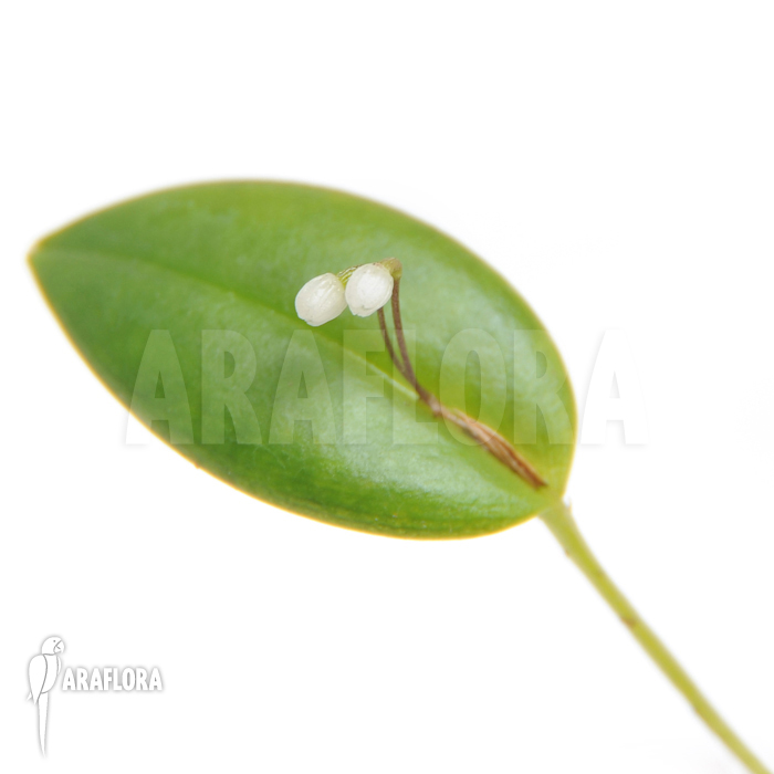 Pleurothallis niveoglobula