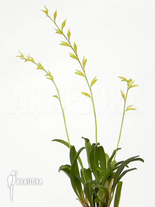 Pleurothallis picta