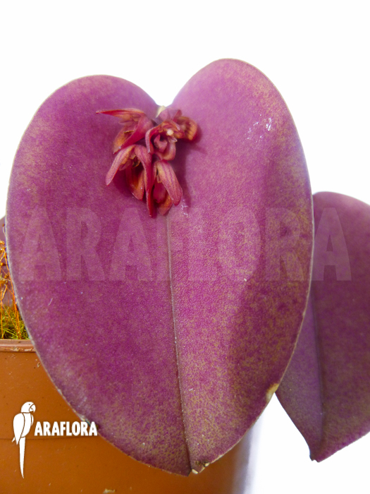 Pleurothallis prolifera