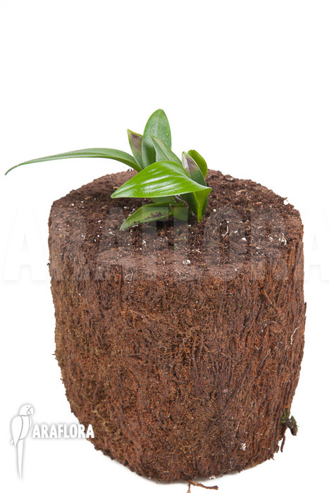 Pleurothallis renieana ‘M’