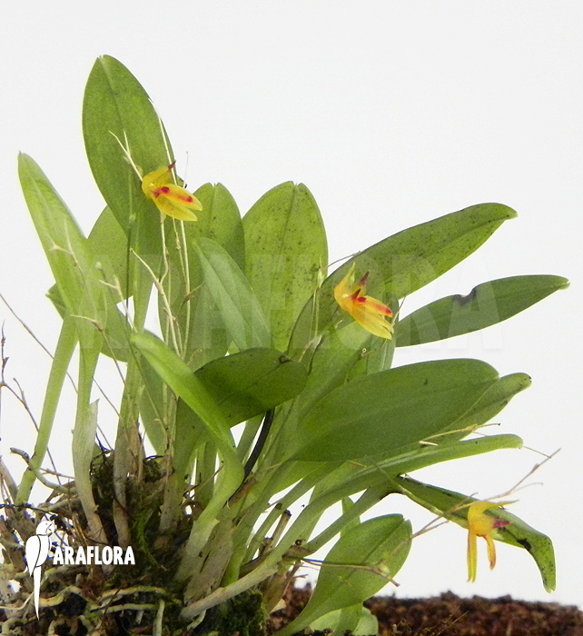 Pleurothallis rubella