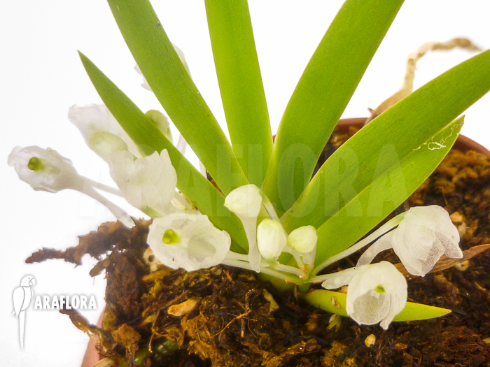 Podangis dactyloceras