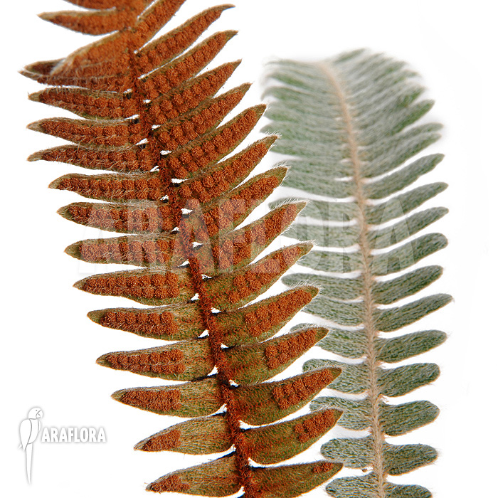 Polypodium bombycinuma