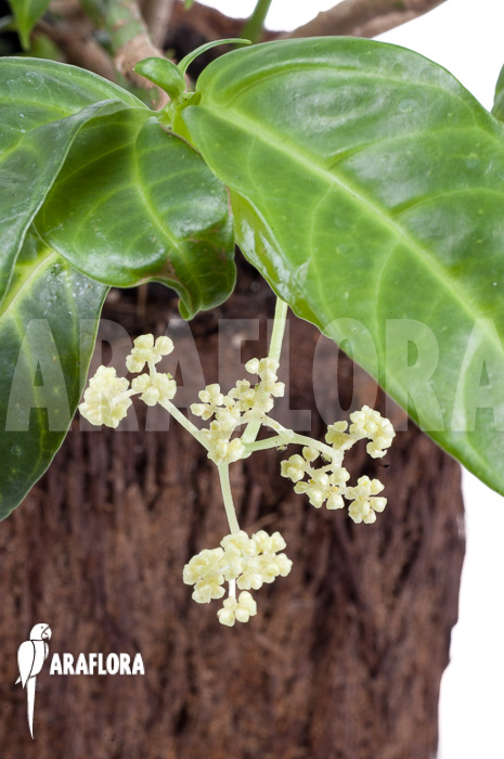 Procris insularis (Mt Combani)