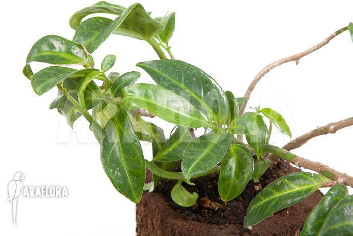 Procris insularis (Mt Combani)