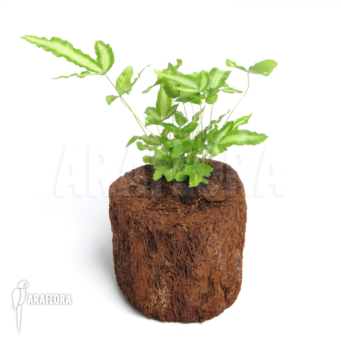 Pteris cretica ‘Albo lineata’