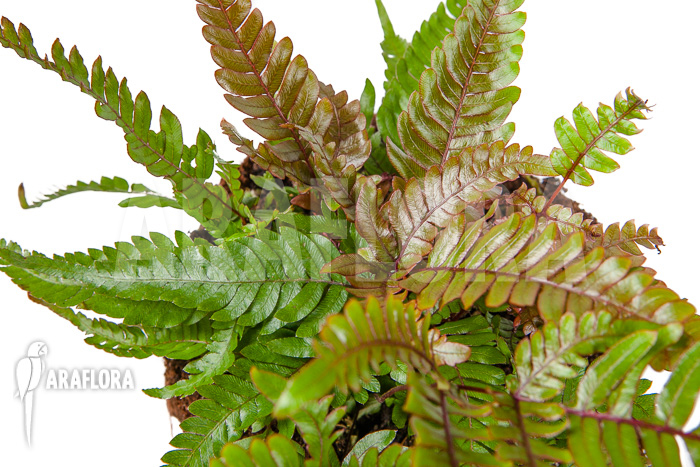Pteris quadriaurita ‘Tricolor’