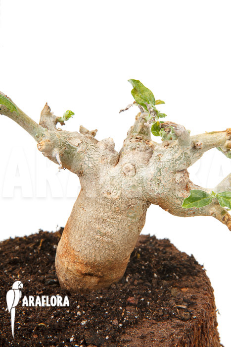 Pterodiscus makatiniensis