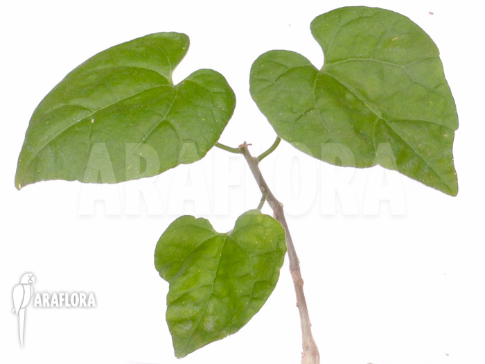 Pyrenacantha malvifolia