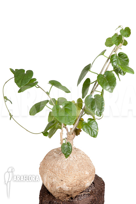 Pyrenacantha malvifolia ‘L’