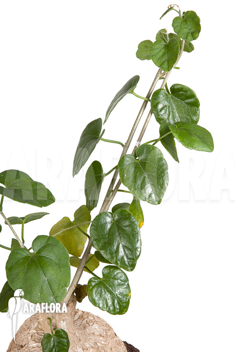 Pyrenacantha malvifolia ‘L’