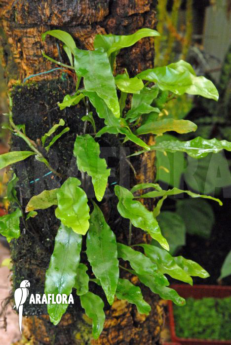 Pyrrosia lycopodioides