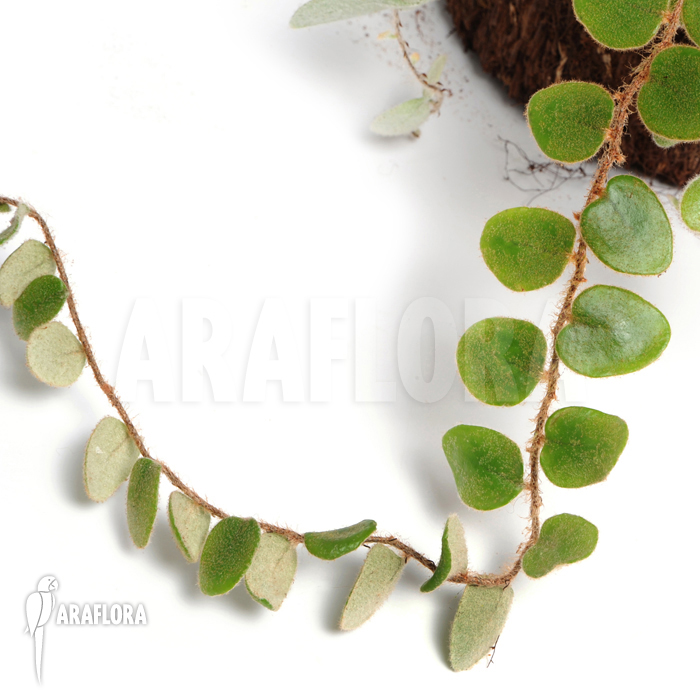 Pyrrosia nummularifolia